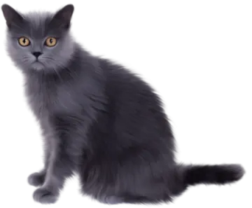 a gray cat sitting down and looking at the camera