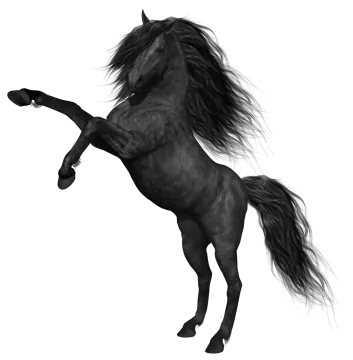 a black horse is standing on its hinds