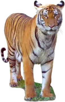 a tiger standing on top of a green field