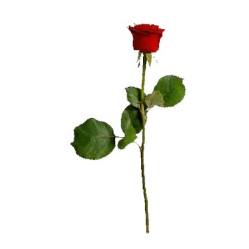 a single red rose on a white background