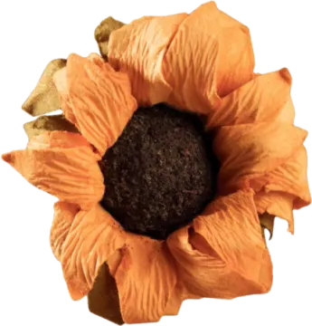 an orange flower on a white background