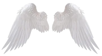 two white wings on a white background