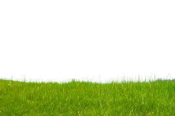 the grass is green in color