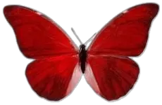 a red butterfly on a white background