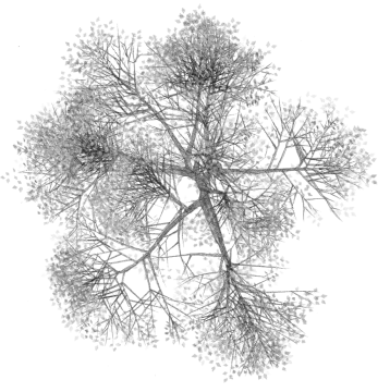 a black and white drawing of a tree