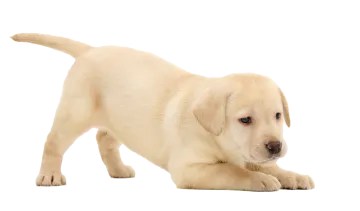 a yellow labrador puppy puppy on a white background