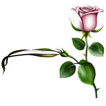 a pink rose on a white background