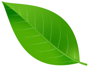 a green leaf on a white background