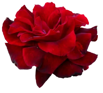 a red rose on a white background
