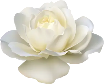 a large white rose flower on a white background