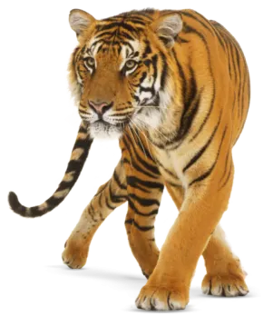 a tiger walking across a white surface