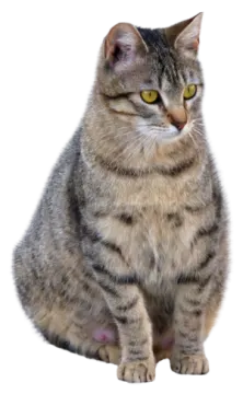a cat with yellow eyes sitting down