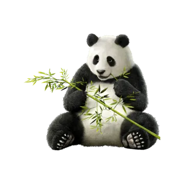 a panda eating bamboo
