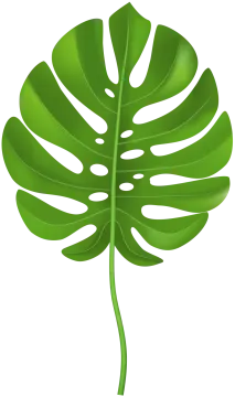 a green leaf on white background