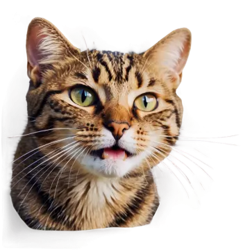 a close up of a cat's face