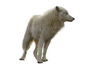an image of a white wolf standing in the snow