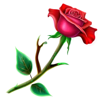 a red rose on a white background