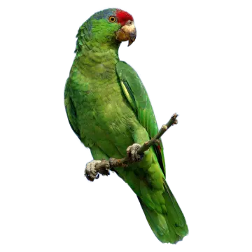 a green parrot perched on a tree branch