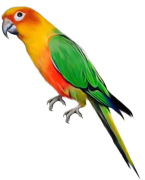 a colorful bird on a white background
