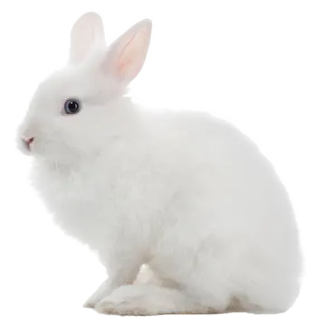white rabbit on a white background