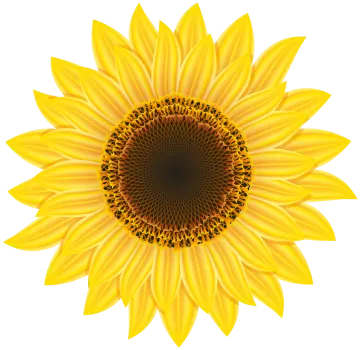 a sunflower on a white background