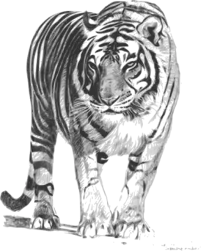 a pencil drawing of a tiger