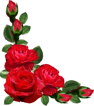 three red roses with water droplets on them