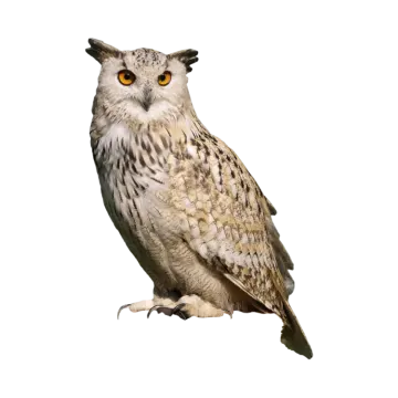 an owl is sitting on a white surface