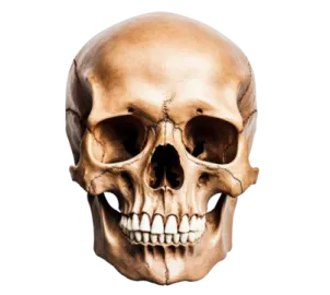 an image of a human skull