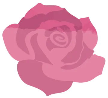 a pink rose on white background