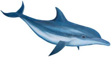 a drawing of a dolphin