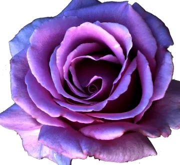 a purple rose on a white background