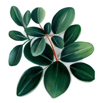 a green leaf on a white background