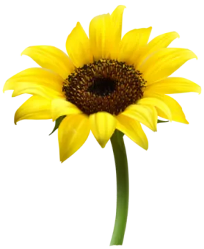 a yellow flower on a white background
