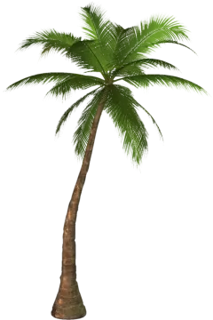 a palm tree on white background