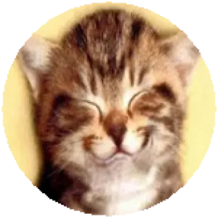 a small kitten with its eyes closed