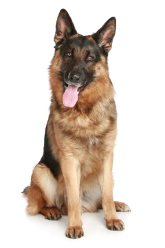 a german shepherd dog sitting on a white background