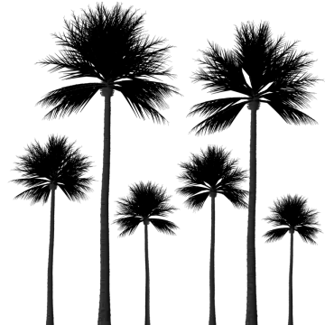 three palm trees silhouetted against a white background
