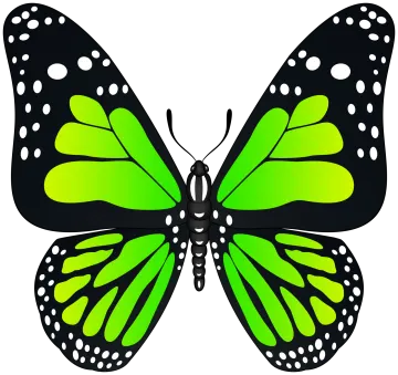 a green butterfly on a white background