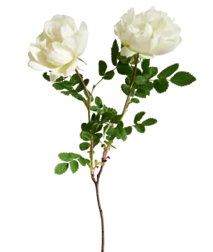 two white roses with green leaves on a stem