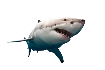 a great white shark with its mouth open