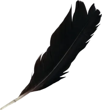 a black feather on a white background