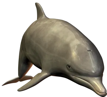 a dolphin that is sitting on the ground