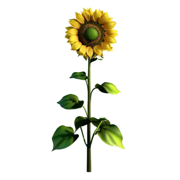 a yellow sunflower on a white background