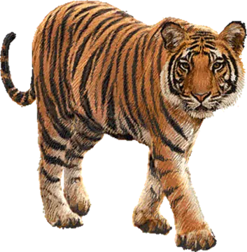 a drawing of a tiger