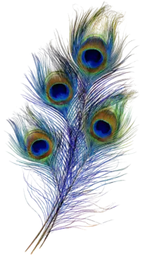 three peacock feathers on a white background