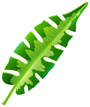 a green leaf on a white background