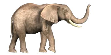 an elephant standing in front of a white background