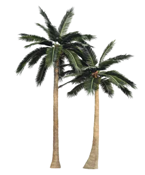two palm trees on a white background