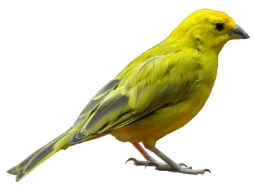 a yellow bird perched on a white background